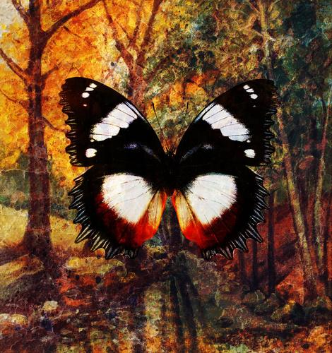 Фотообои Бабочка на фоне леса