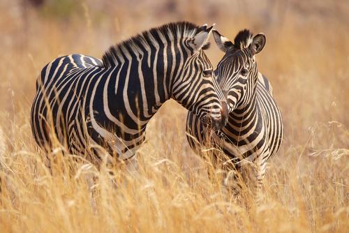 Фотообои Две зебры целуются