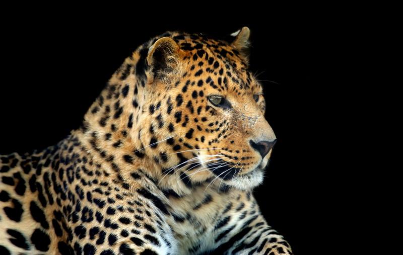 Фотообои Леопард на черном фоне 