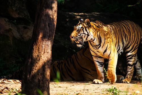 Фотообои Тигр на прогулке 