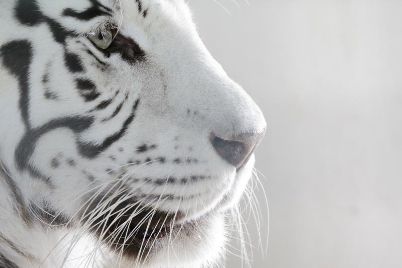 Фотообои Взгляд белого тигра 