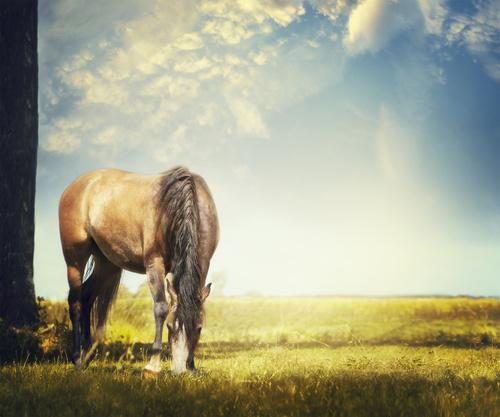 Фотообои Лошадь ест траву