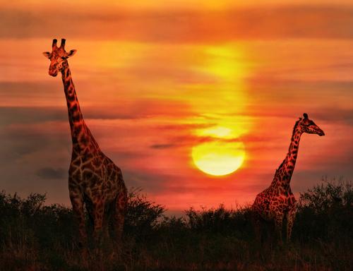 Фотообои Жирафы на закате 