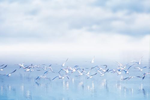Фотообои Стая птиц над водой 