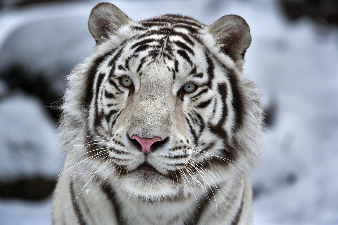 Фотообои Белый тигр 