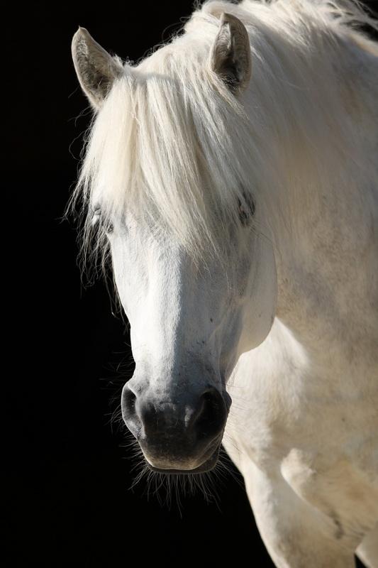 Фотообои Белая лошадь 