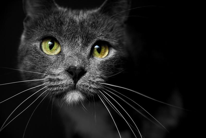 Фотообои Черный кот 