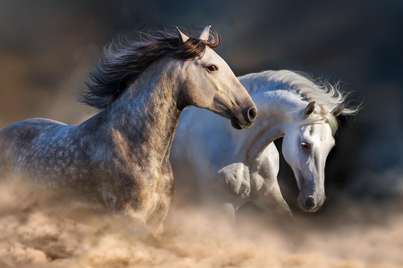Фотообои Скачущие лошади 