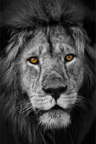 Фотообои Черный лев
