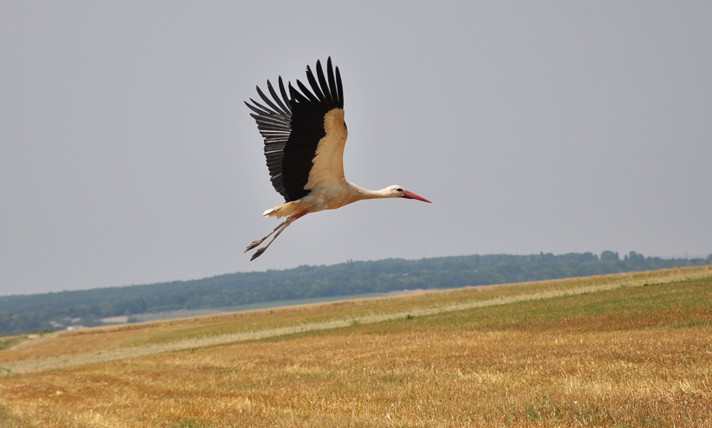 Фотообои Полет аиста