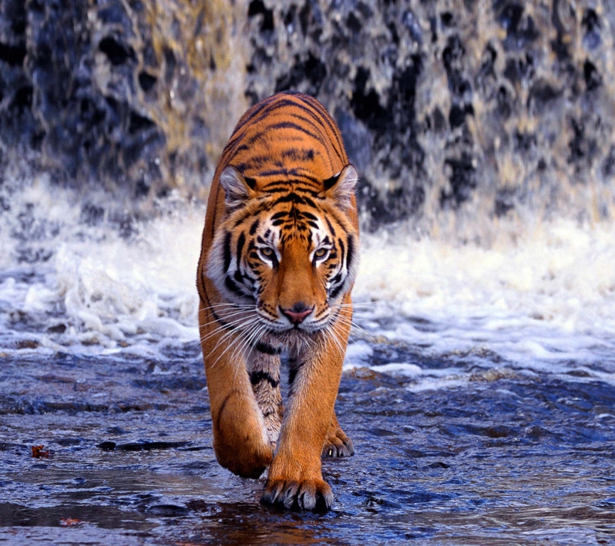 Фотообои Амурский тигр на водопаде 