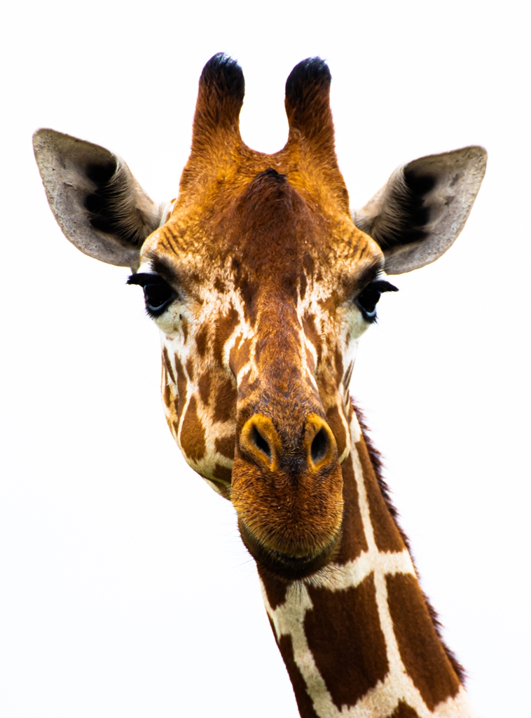 Фотообои Голова жирафа 