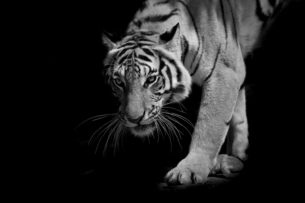 Фотообои Тигр на черном фоне 