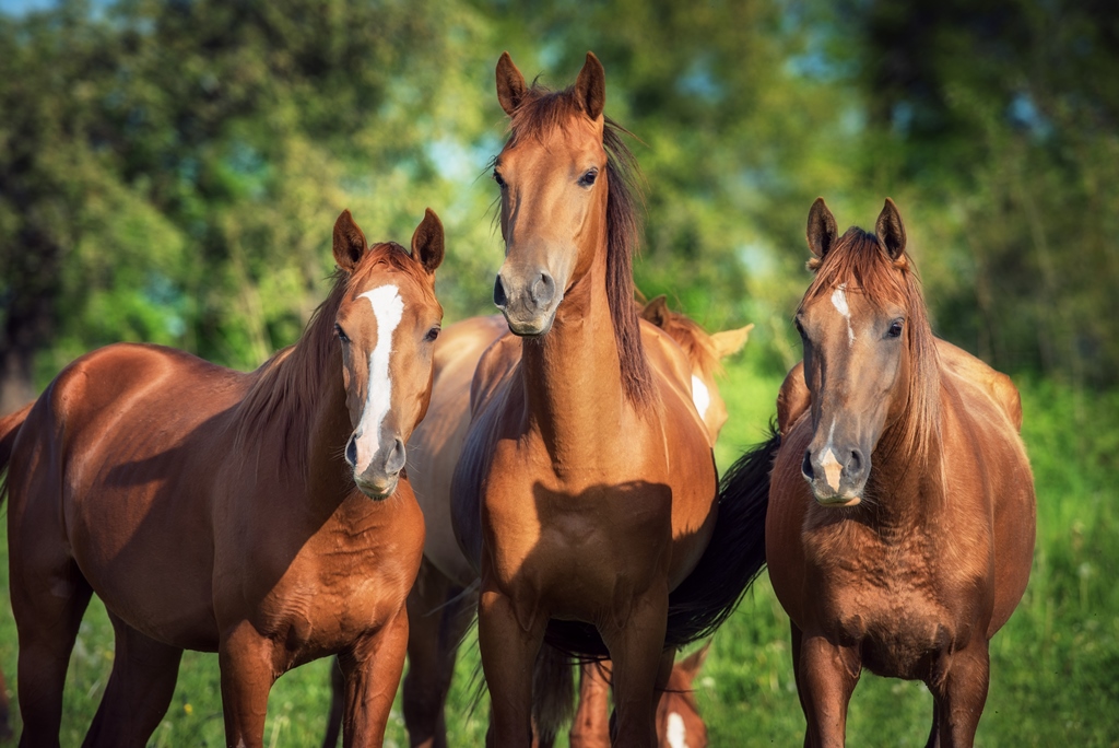 Фотообои Тройка лошадей 