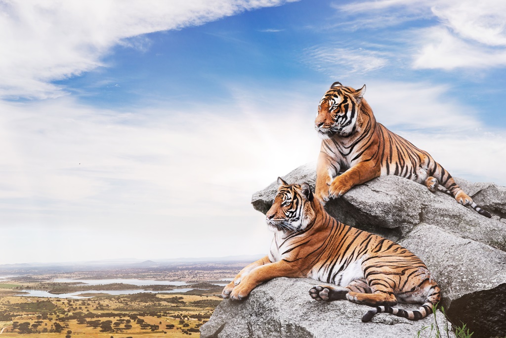 Фотообои Тигры на скале 