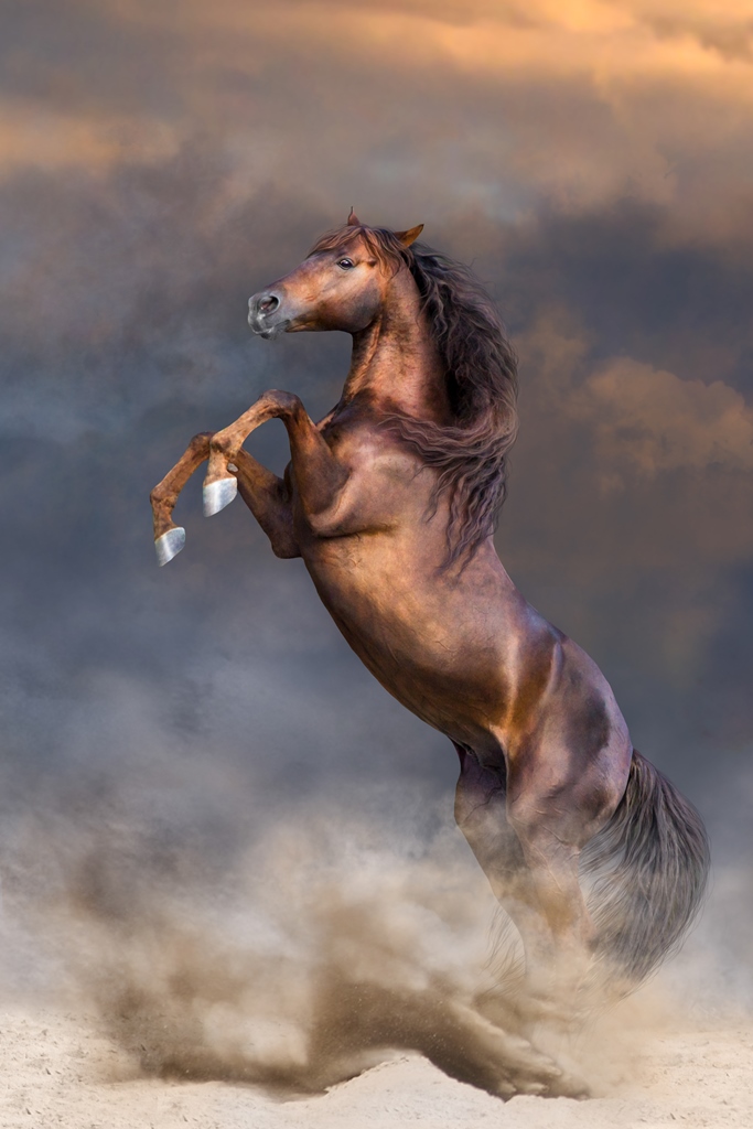 Фотообои Лошадь на дыбах