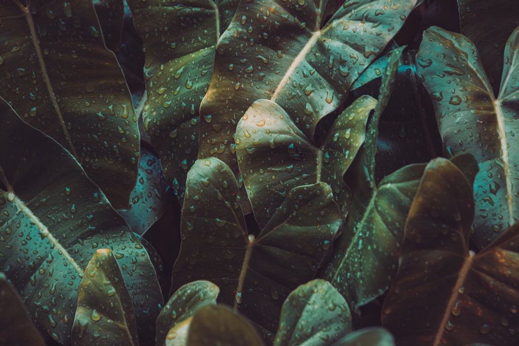Фотообои Зеленая листва с каплями воды