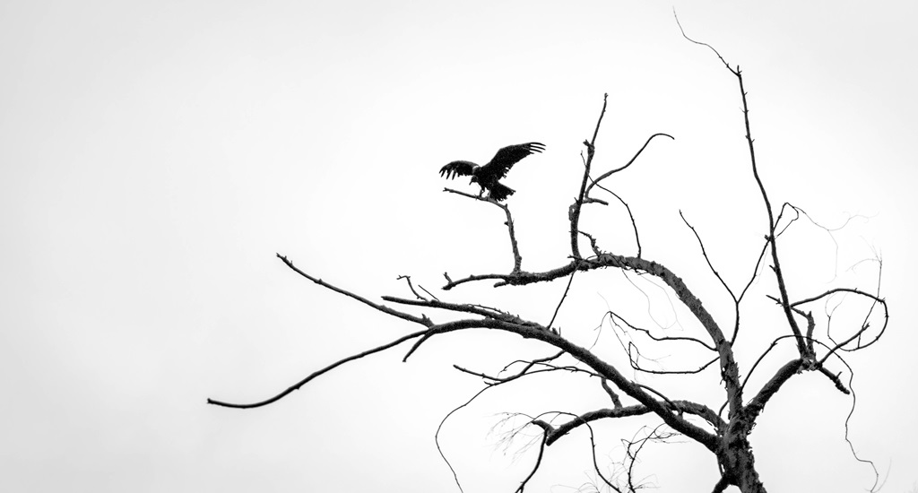 Фотообои Черный ворон