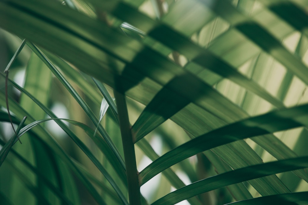 Фотообои Размытый тропический зеленый лист