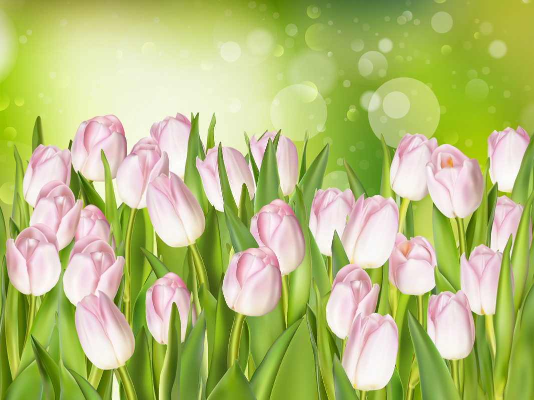 Фотообои Розовые тюльпаны на зеленом фоне