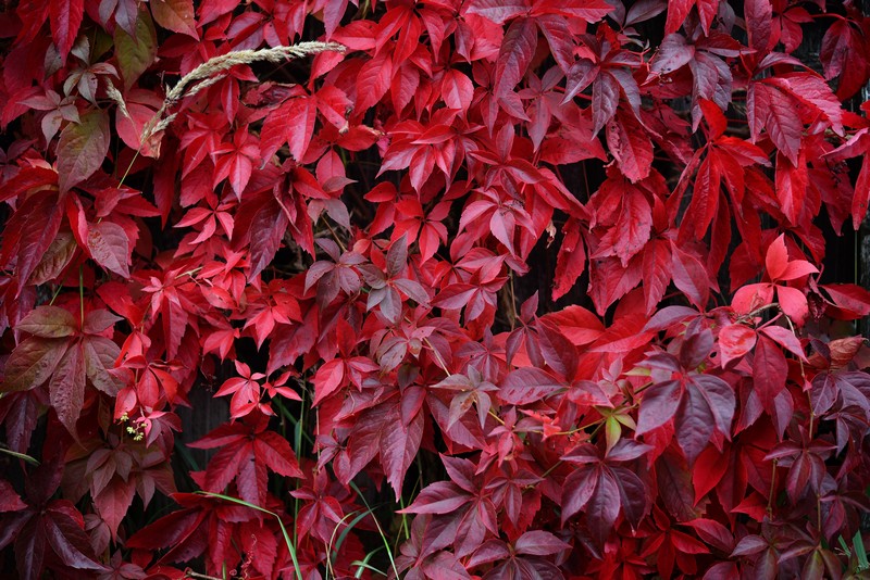 Фотообои Дикий виноград с красными листьями