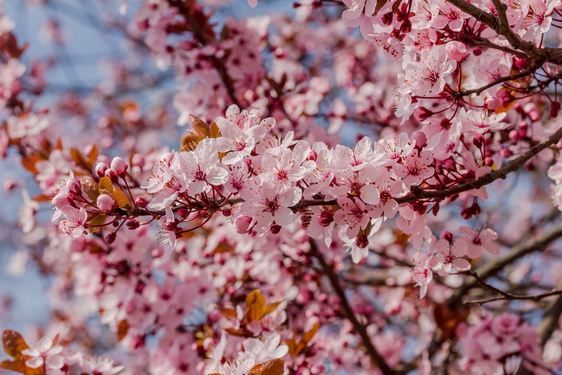 Фотообои Сакура цветение