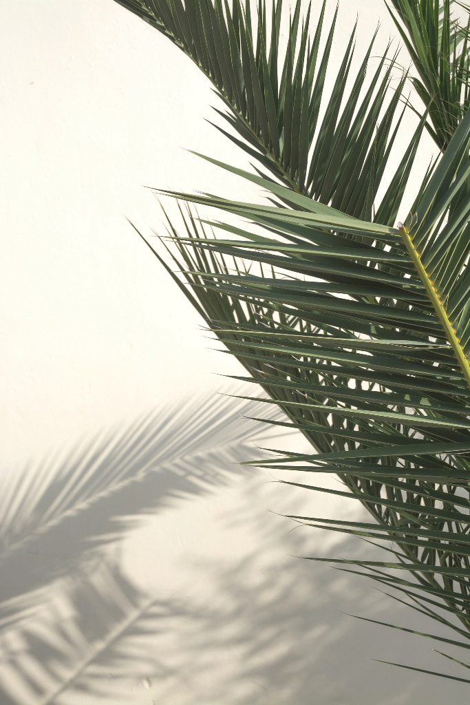Фотообои Тень пальмы на белой стене