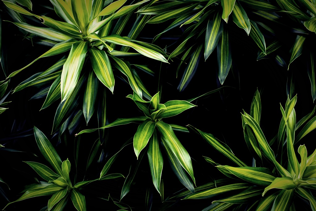 Фотообои Тропические зеленые листья