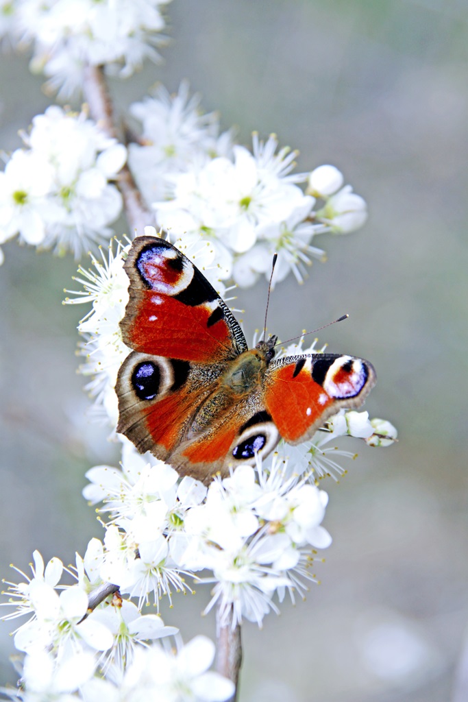 Фотообои Бабочка на белых цветах