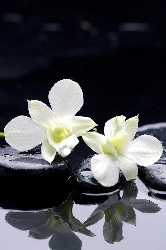 Фотообои Белые орхидеи на камнях