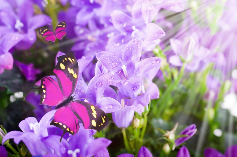 Фотообои Бабочки на колокольчиках    