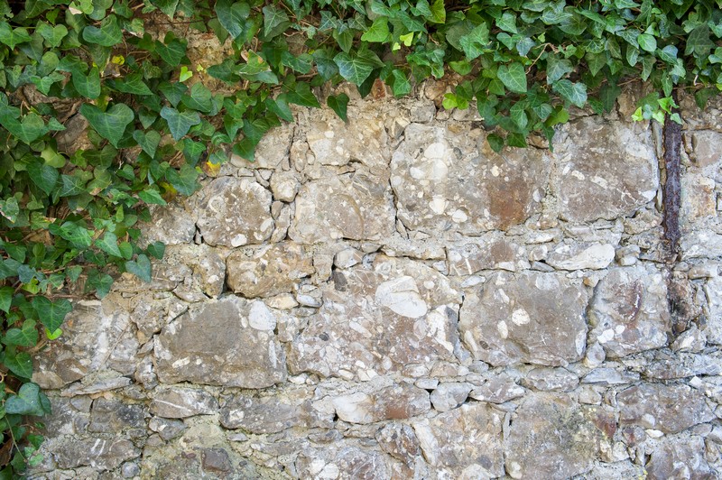 Фотообои Плющ на каменной стене