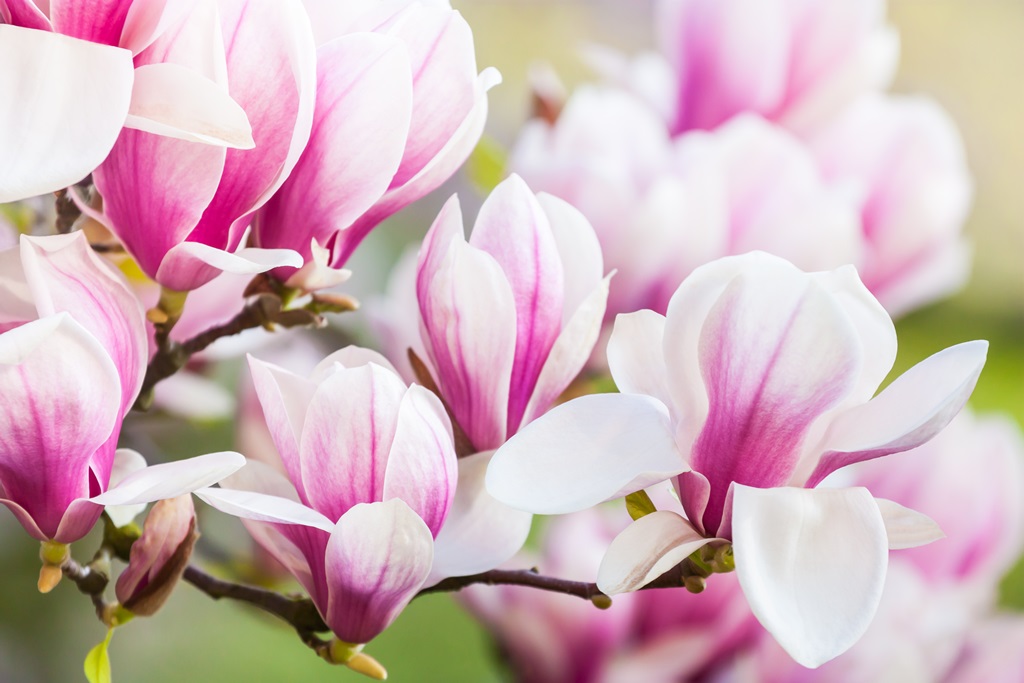 Фотообои Розовый цветок магнолии