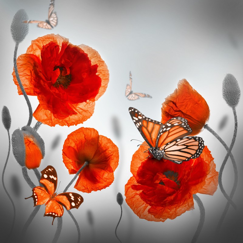 Фотообои Красные маки и бабочки