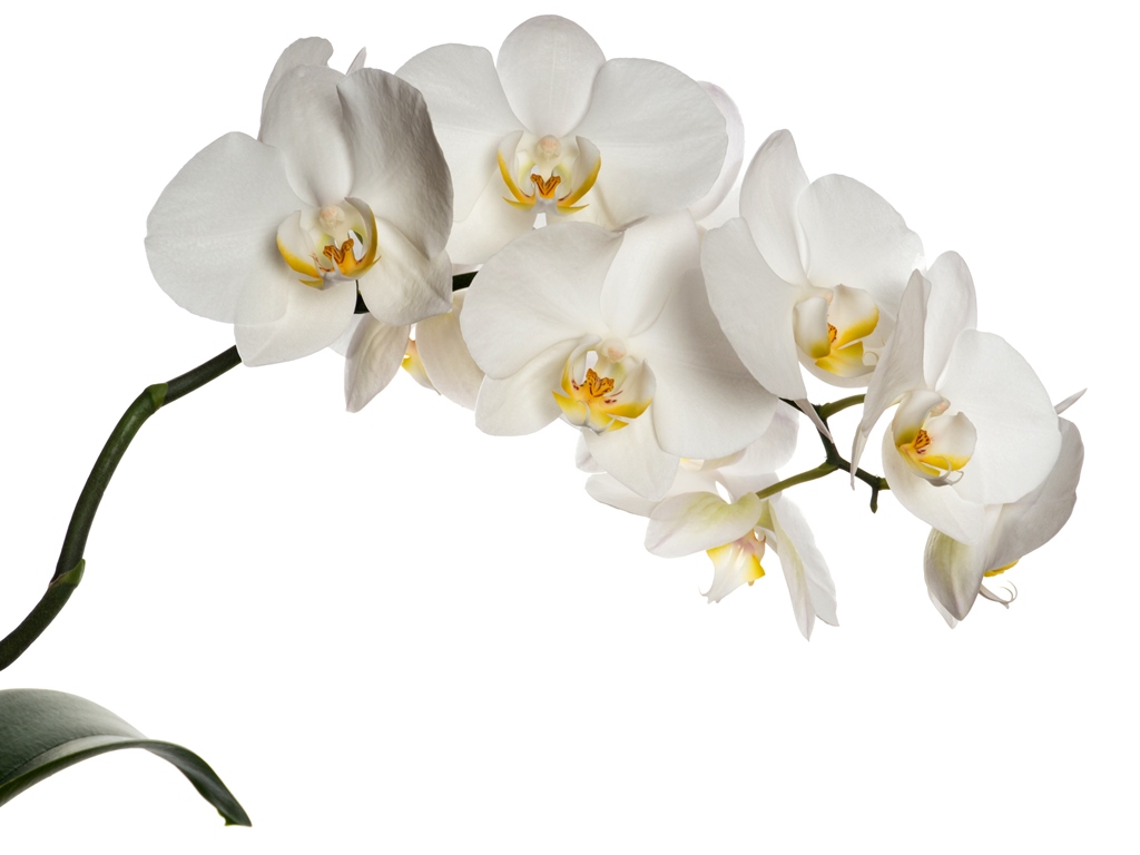 Фотообои Белая орхидея