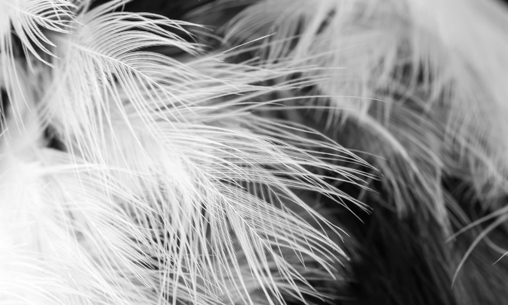 Фотообои Белые перья