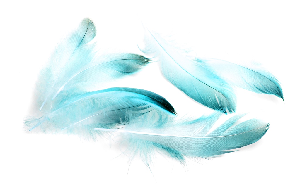 Фотообои Голубые перья