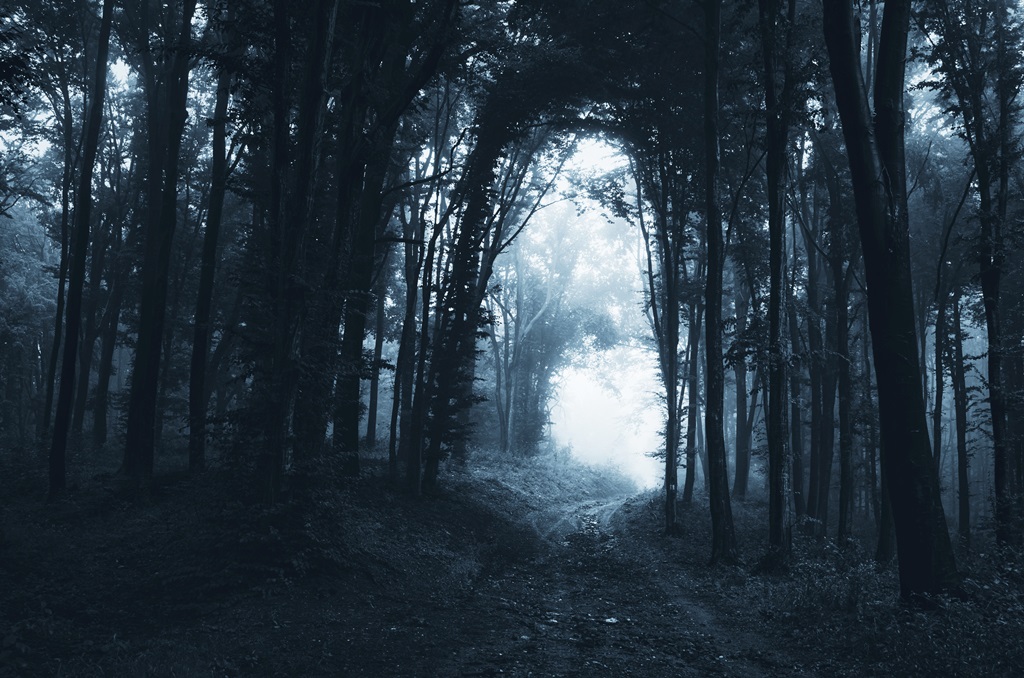 Фотообои Темный лес