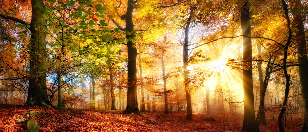 Фотообои Осенний солнечный лес