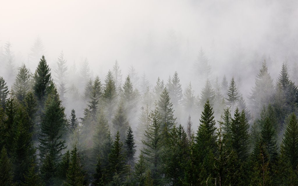 Фотообои Скандинавский лес