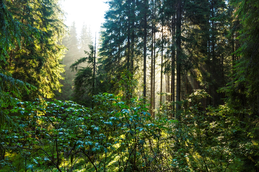 Фотообои Утро в лесу