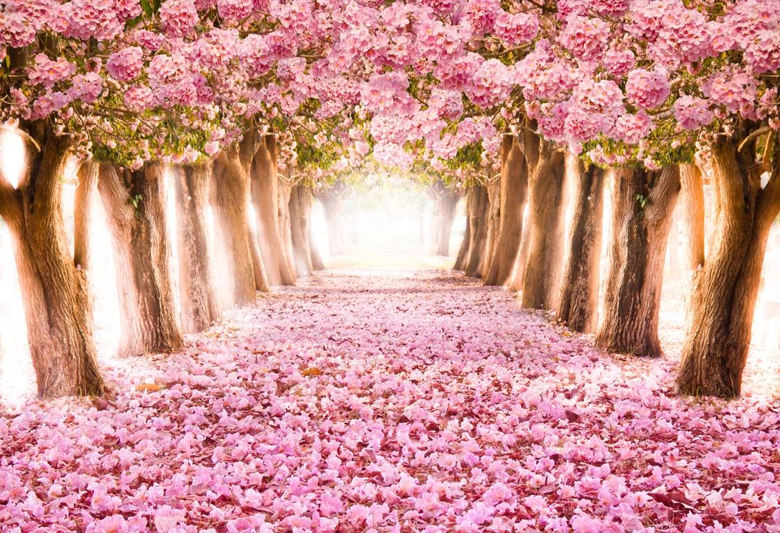 Фотообои Розовая аллея. Природа. 
