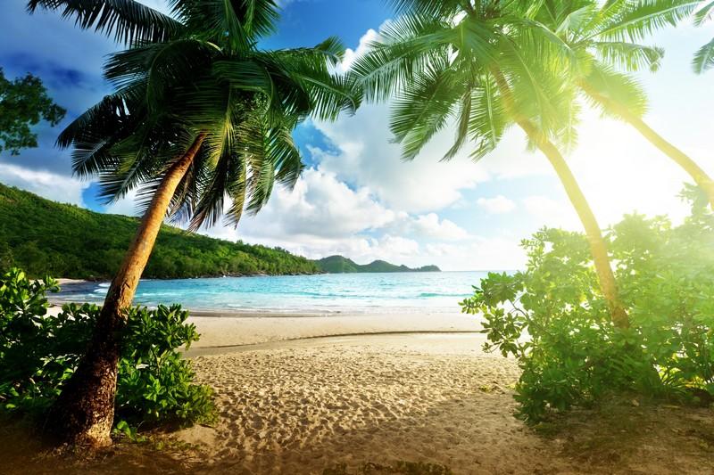 Фотообои Пляж с пальмами. Море и песок.