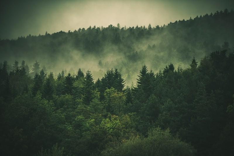 Фотообои Хвойный лес в тумане. 