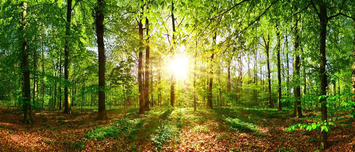Фотообои Волшебный солнечный лес.