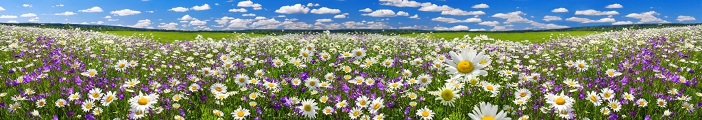 Фотообои Цветущие полевые цветы на лугу