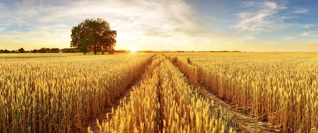 Фотообои Золотое пшеничное поле
