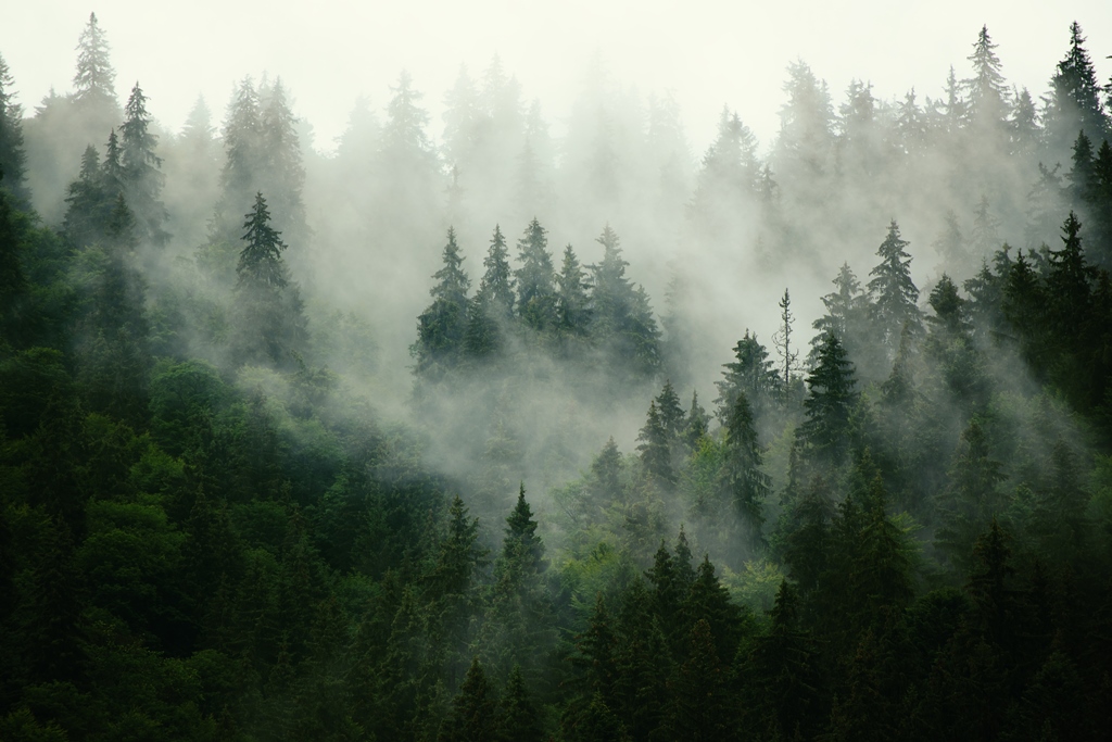 Фотообои Туманный пейзаж с еловым лесом