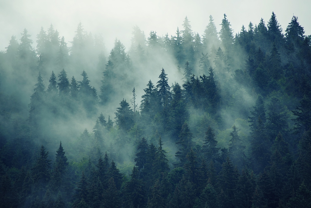 Фотообои Скандинавский лес в тумане