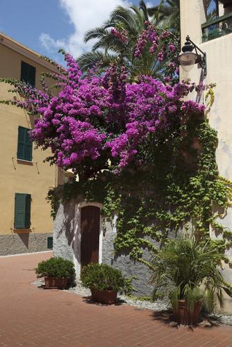 Фотообои Цветущее дерево над дверью 